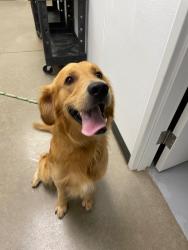 Shelter Stray Female Dog last seen Forest park, 8485 E Reno Ave, Midwest City, OK 73110, USA
