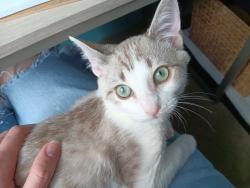 Shelter Stray Male Cat last seen Bexar County, 3353 Morningside Dr, New Braunfels, TX 78132, USA