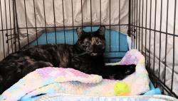 Shelter Stray Female Cat last seen Bexar County, 3353 Morningside Dr, New Braunfels, TX 78132, USA