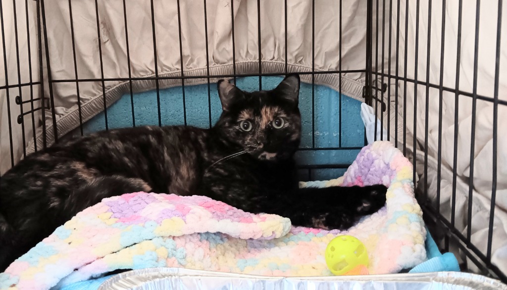 Shelter Stray Female Cat last seen Bexar County, 3353 Morningside Dr, New Braunfels, TX 78132, USA