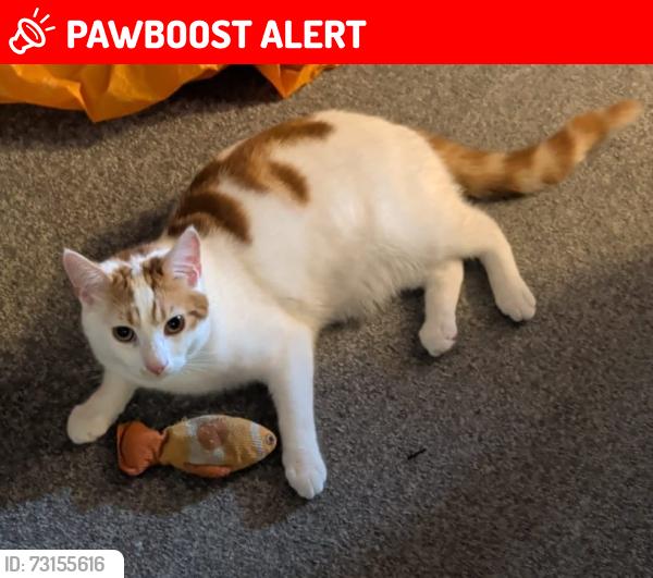 Lost Male Cat last seen Chequersfield, howlands, Stanborough WGC, Hertfordshire, England 