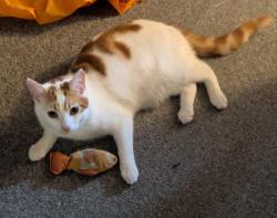 Lost Male Cat last seen Chequersfield, howlands, Stanborough WGC, Hertfordshire, England 
