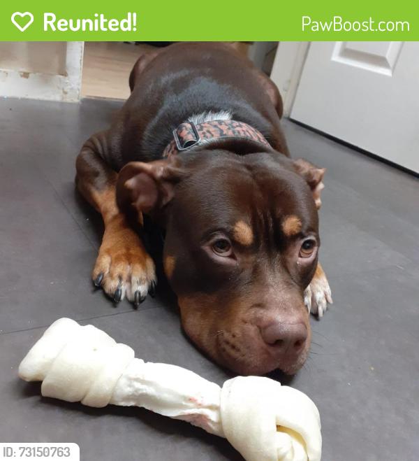 Reunited Male Dog last seen Sandwell valley, West Midlands, England B70 6NZ