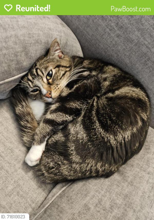 Reunited Male Cat last seen Dartmouth and Chambers, Aurora, CO 80013