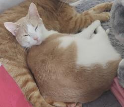 Lost Female Cat last seen Fraser et saint Omer, Lévis, QC G6V 3S7
