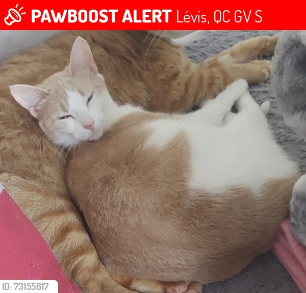 Lost Female Cat last seen Fraser et saint Omer, Lévis, QC G6V 3S7