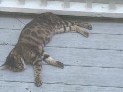 Found/Stray Unknown Cat last seen Murrells Inlet Road Murrells Inlet SC, Murrells Inlet, SC 29576