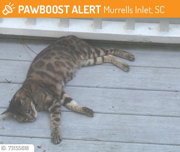 Found/Stray Unknown Cat last seen Murrells Inlet Road Murrells Inlet SC, Murrells Inlet, SC 29576