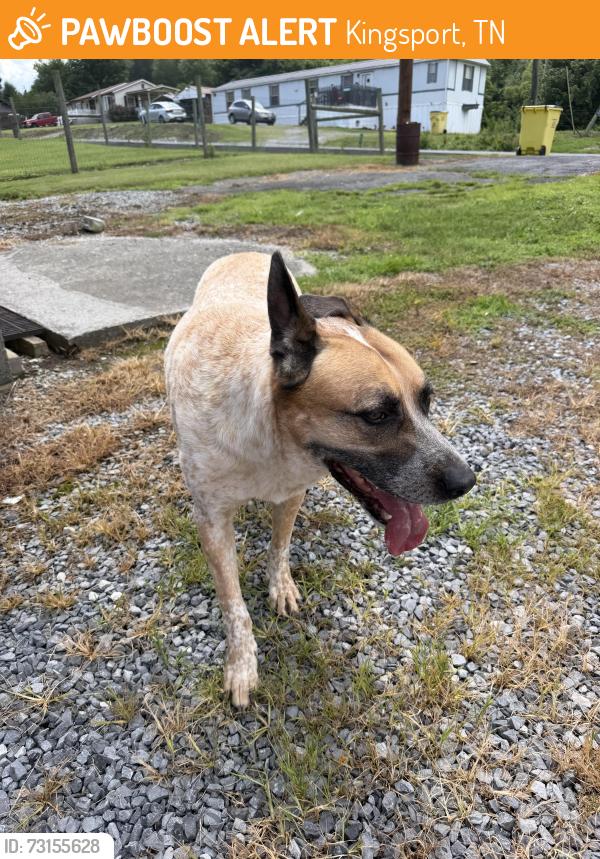 Found/Stray Male Dog last seen Big Ridge Road, Kingsport, TN 37660