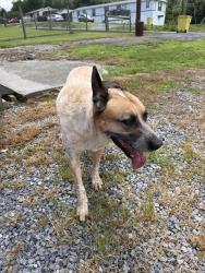 Found/Stray Male Dog last seen Big Ridge Road, Kingsport, TN 37660
