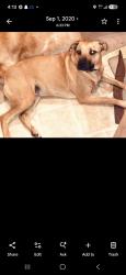 Reunited Female Dog last seen Triangle and Utica, Sterling Heights, MI 48312