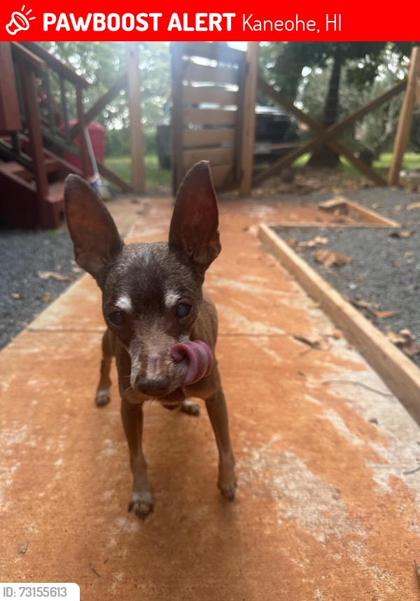 Lost Male Dog last seen Marine corps air station, Kaneohe, HI 96744