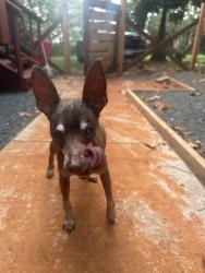 Lost Male Dog last seen Marine corps air station, Kaneohe, HI 96744