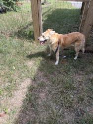 Found/Stray Female Dog last seen Barton Ave & Dugdale, Chattanooga, TN 37405