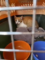 Found/Stray Unknown Cat last seen Comanche & Juan Tabo, Albuquerque, NM 87111