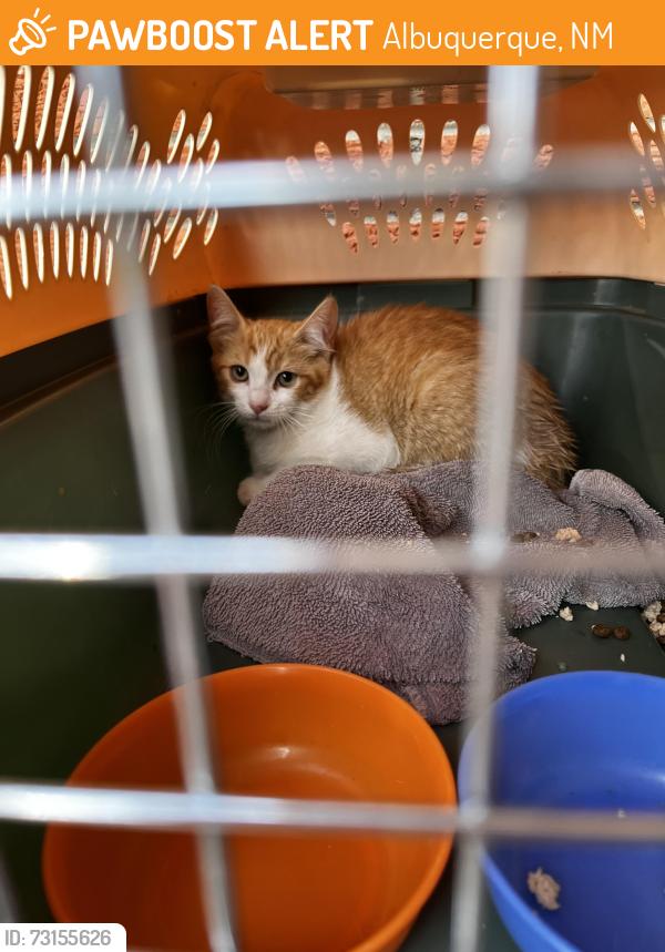 Found/Stray Unknown Cat last seen Comanche & Juan Tabo, Albuquerque, NM 87111