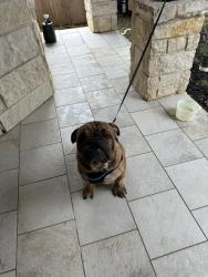 Found/Stray Male Dog last seen Solana Ridge, San Antonio, TX 78252