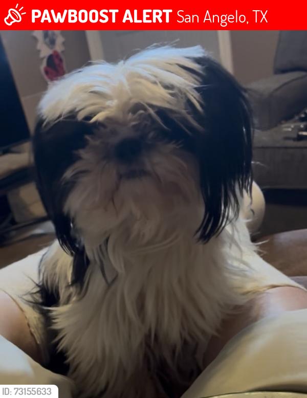Lost Female Dog last seen Pecan St-29th st, San Angelo, TX 76903