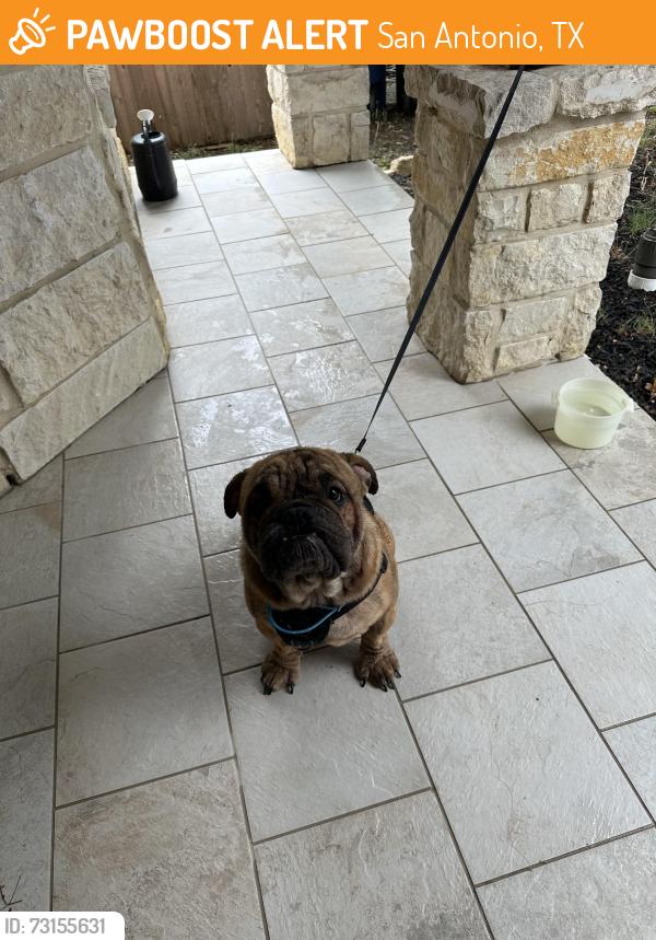 Found/Stray Male Dog last seen Solana Ridge, San Antonio, TX 78252