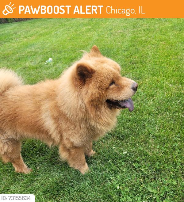 Found/Stray Male Dog last seen West side of Vittum park, Chicago, IL 60638