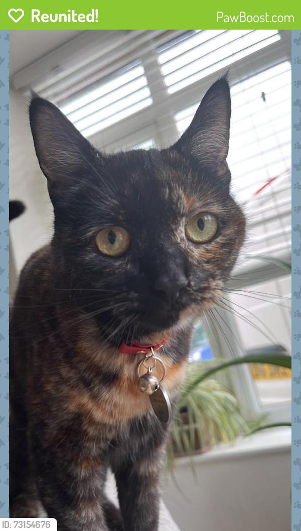 Reunited Female Cat last seen Kent Elms, Southend-on-Sea, England 