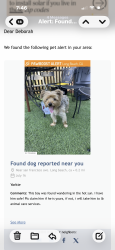 Reunited Male Dog last seen San Francisco and burnett, Long Beach, CA 90806