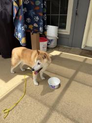 Found/Stray Male Dog last seen Cross Bend and Bluffmeadow, Plano, TX 75023