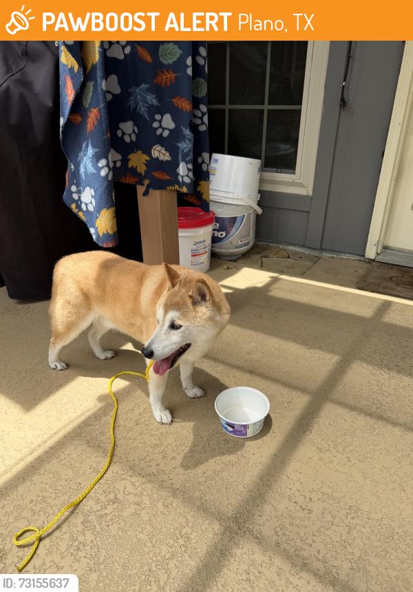 Found/Stray Male Dog last seen Cross Bend and Bluffmeadow, Plano, TX 75023