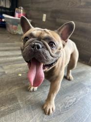 Reunited Male Dog last seen White settlement road, and Clifford St, White Settlement, TX 76108