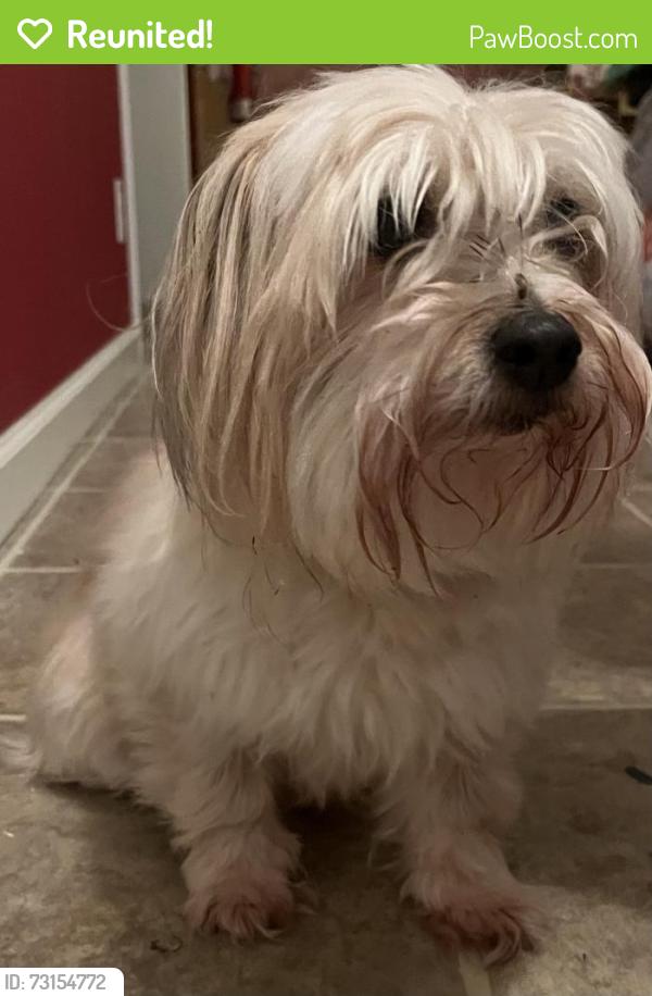 Reunited Female Dog last seen Captain John's Dockside, Chapel Hill, NC 27517