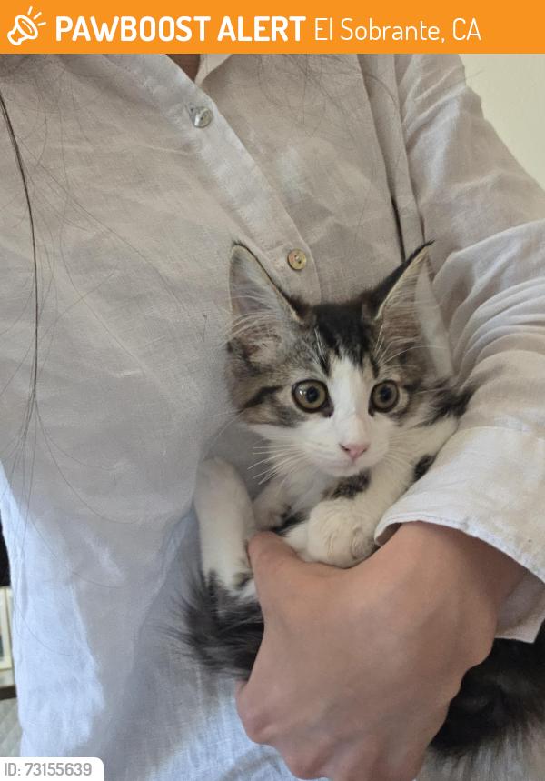 Found/Stray Unknown Cat last seen Near McCalister and Grove gate, El Sobrante, CA 92503