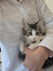 Found/Stray Unknown Cat last seen Near McCalister and Grove gate, El Sobrante, CA 92503