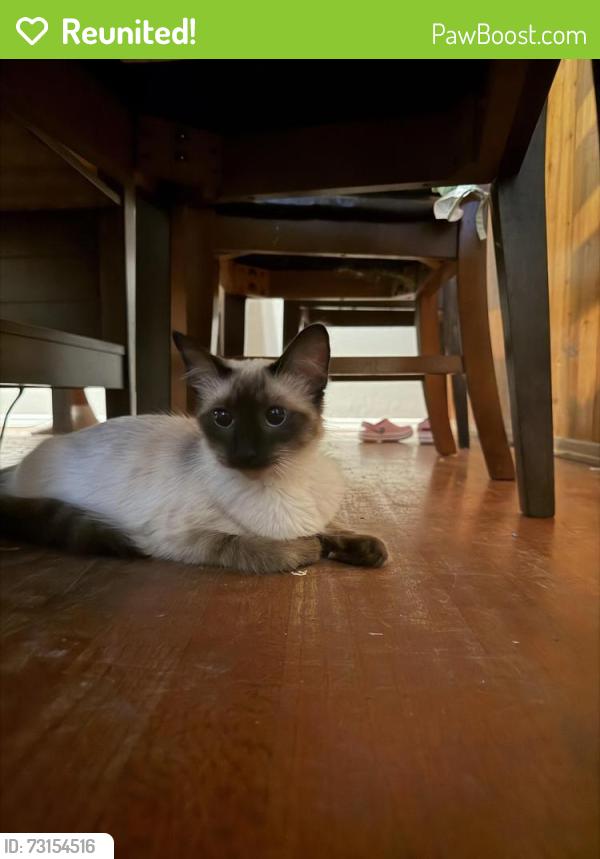 Reunited Female Cat last seen S laxore st & W academy Ave, Anaheim, CA 92804
