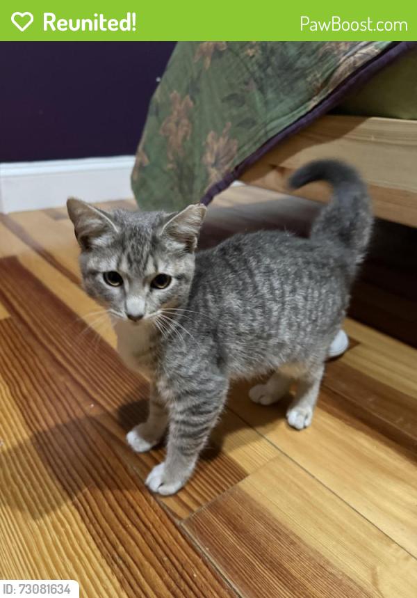 Reunited Male Cat last seen Lago Mars Villa 3, Miami, FL 33193