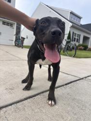 Reunited Female Dog last seen Everly Mist, Youngsville, NC 27596