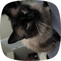 Lost Male Cat last seen Bayfield avenue, Pueblo West, Pueblo West, CO 81007
