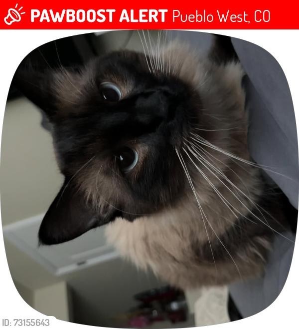 Lost Male Cat last seen Bayfield avenue, Pueblo West, Pueblo West, CO 81007