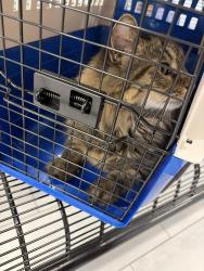 Found/Stray Male Cat last seen Laying under a car, Charlotte, NC 28269