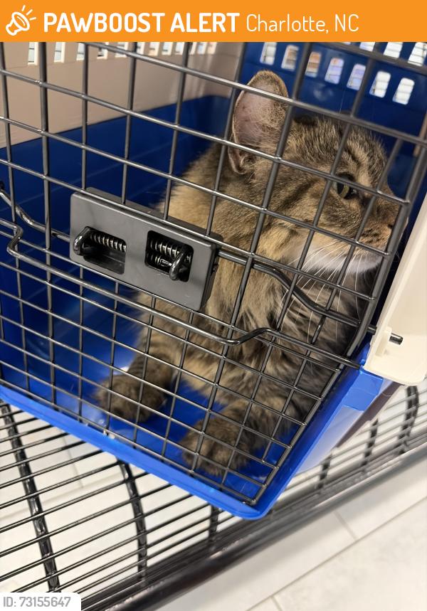 Found/Stray Male Cat last seen Laying under a car, Charlotte, NC 28269