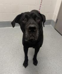 Shelter Stray Male Dog last seen Near, 2600 S Harding St, Indianapolis, IN 46221, USA
