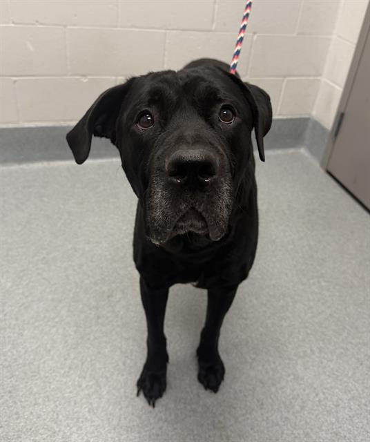 Shelter Stray Male Dog last seen Near, 2600 S Harding St, Indianapolis, IN 46221, USA