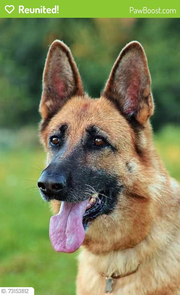 Reunited Female Dog last seen Near south 300 east SLC 84111, Salt Lake City, UT 84111