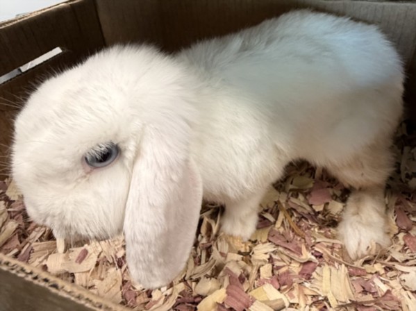 Shelter Stray Female Other last seen , West Valley Animal Shelter, 20655 Plummer St, Chatsworth, CA 91311, USA