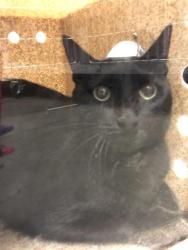 Shelter Stray Female Cat last seen Near BLOCK N FRUIT AVE, FRESNO CA 93705, 5277 E Airways Blvd, Fresno, CA 93727, USA