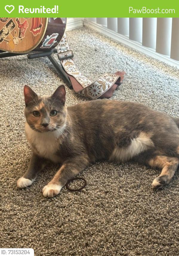 Reunited Female Cat last seen Retreat at Vista Lake Community on Colonial and Veronica Shoemaker, Fort Myers, FL 33916