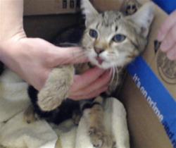 Shelter Stray Female Cat last seen WADE STEDMAN RD, STEDMAN NC 28391, 4704 Corporation Dr, Fayetteville, NC 28306, USA
