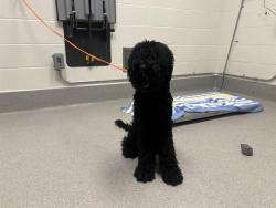 Shelter Stray Female Dog last seen SUNSET/ STANFORD RANCH, 11232 B Ave, Auburn, CA 95603, USA