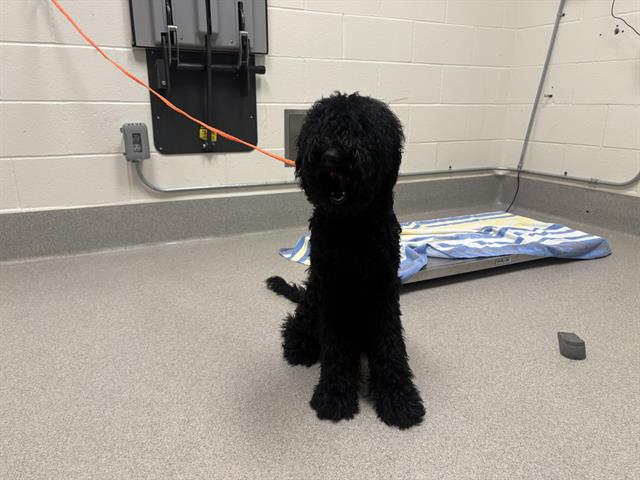 Shelter Stray Female Dog last seen SUNSET/ STANFORD RANCH, 11232 B Ave, Auburn, CA 95603, USA