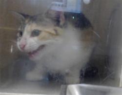 Shelter Stray Female Cat last seen Near BLOCK HOMELAND DR, PARKTON NC 28371, 4704 Corporation Dr, Fayetteville, NC 28306, USA