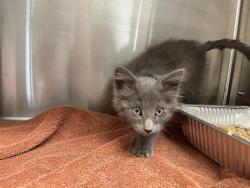 Shelter Stray Female Cat last seen MUSSO/BELL, 11232 B Ave, Auburn, CA 95603, USA